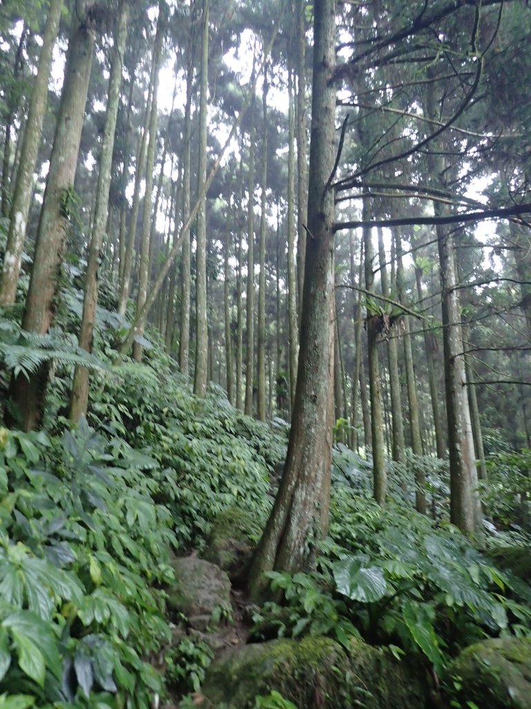 P9250243.JPG - 南庄  向天湖山  光天高山