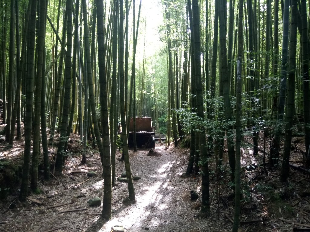 DSC_5214.JPG - 台中和平  長壽山登山步道  (中)