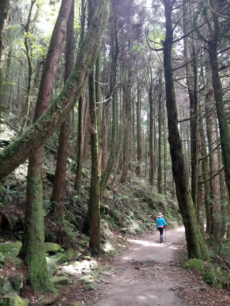 DSC_5285.JPG - 台中  和平  橫嶺山自然步道