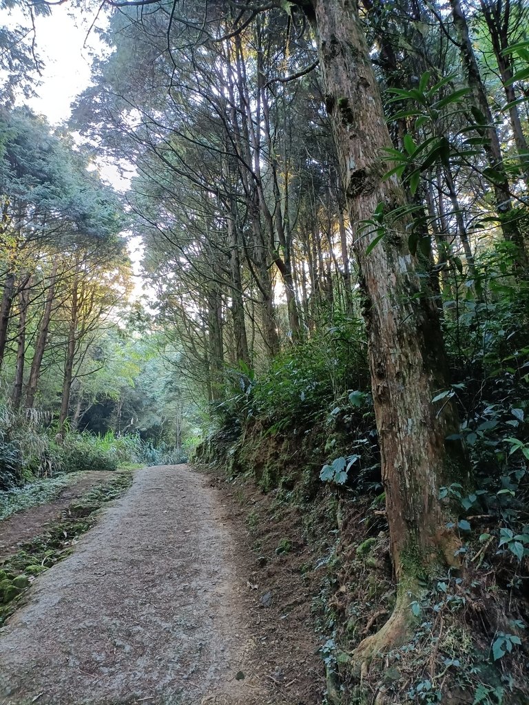 IMG20210205082339.jpg - 竹山  嶺頭山  金柑樹山