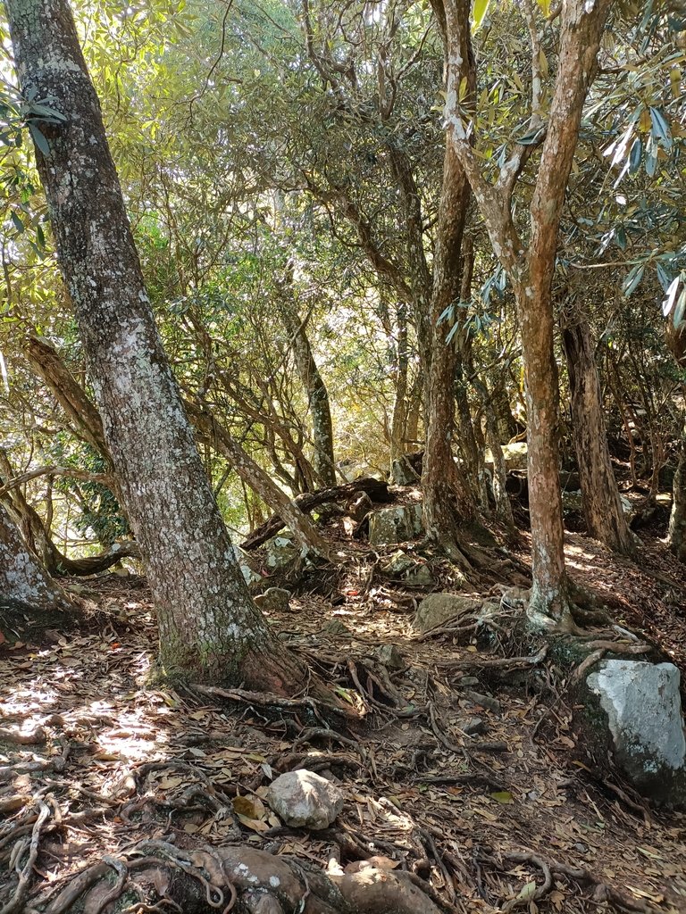 IMG20210221102120.jpg - 谷關  阿冷山步道