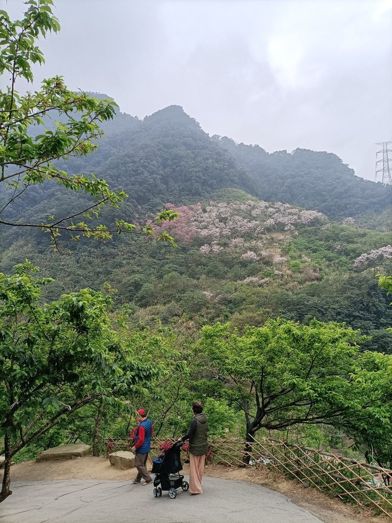 IMG20210226122614.jpg - 三峽  熊空  大熊櫻花林