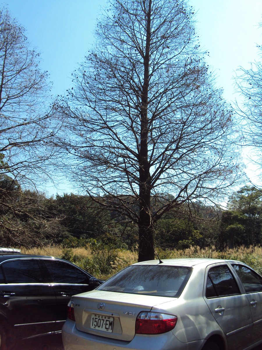 DSC03528.JPG - 新埔  九芎湖  落羽松