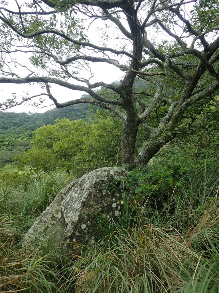 P9238216.JPG - 北投  面天山  向天湖步道