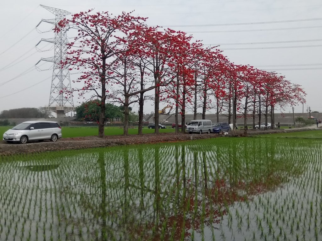 DSC_8404.JPG - 竹塘  田頭  木棉花道