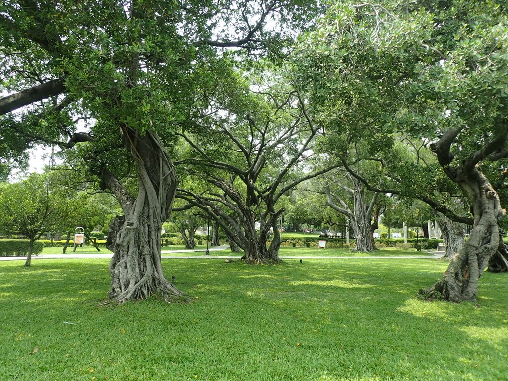 P4225067.JPG - 散步  台中公園一隅