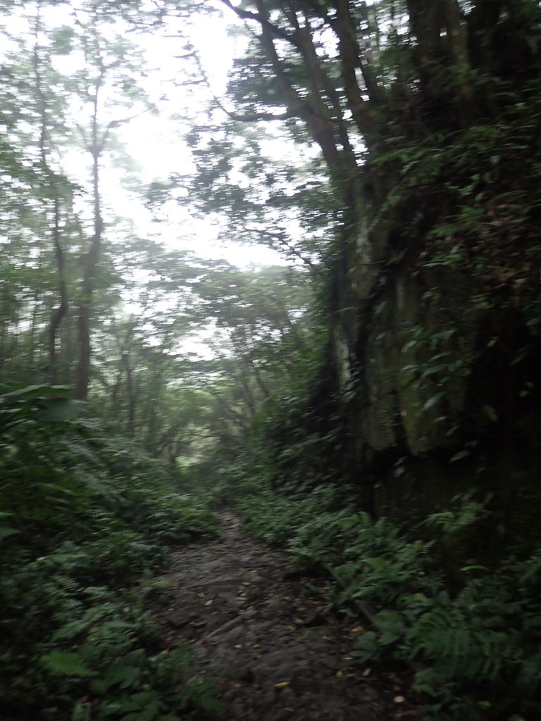 P3039069.JPG - 三峽  白雞山登山步道