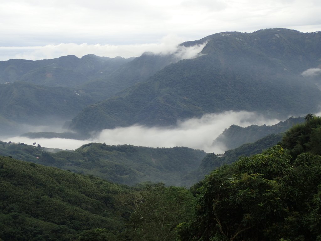 PA231782.JPG - 往三層坪途中之  茶園景致