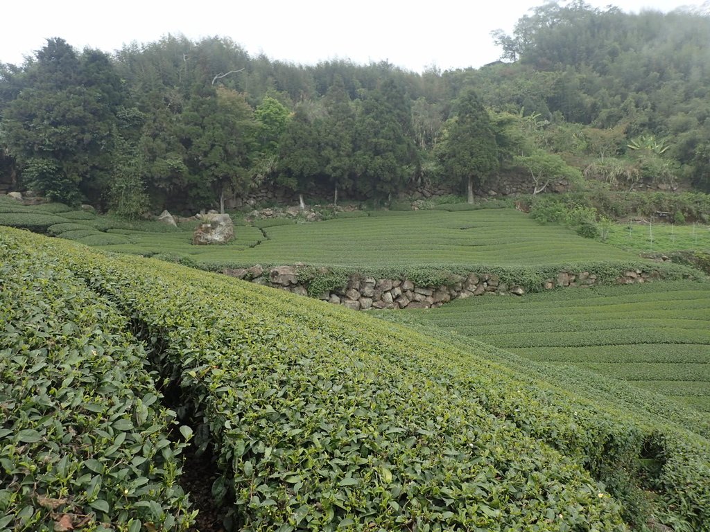 P3257826.JPG - 阿里山  隙頂茶園之美