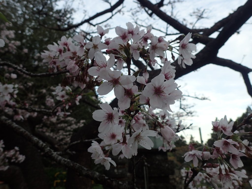 P3268036.JPG - 阿里山  沼平公園  賞櫻