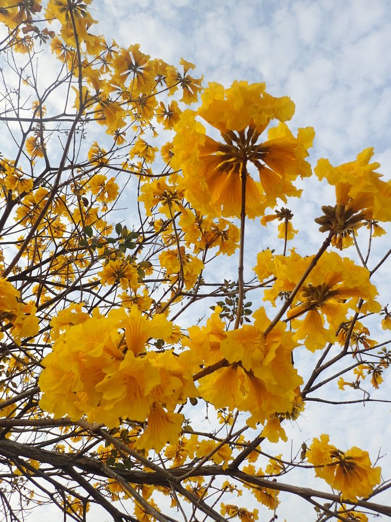 P3066319.JPG - 南投  貓羅溪畔  黃花風鈴木