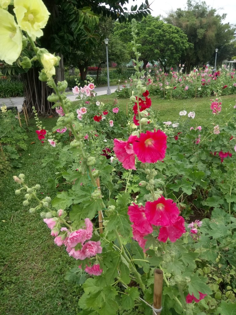 DSC_9199.JPG - 花博公園  蜀葵花季