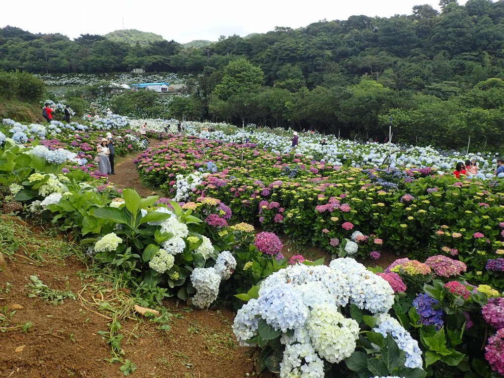 P5303952.JPG - 萬里  高家繡球花田