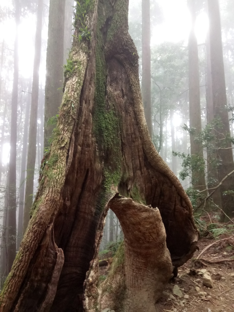 DSC_3743.JPG - 南庄  加里山  森林鐵道