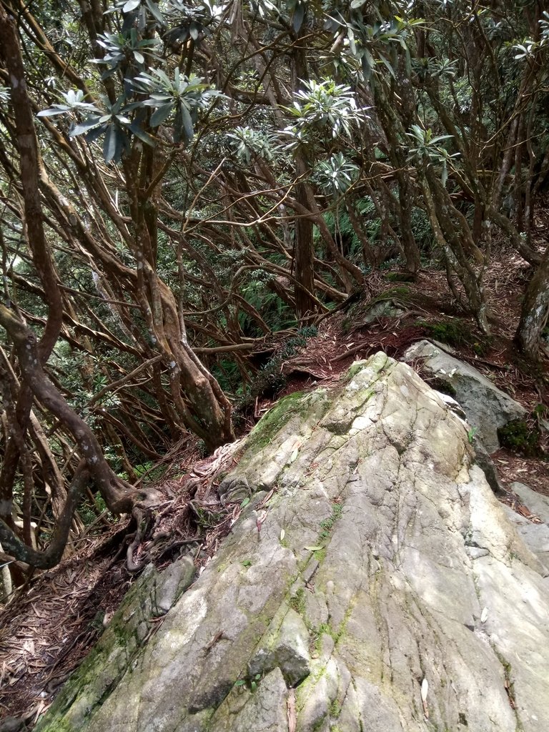 DSC_3839.JPG - 魚池  水社大山