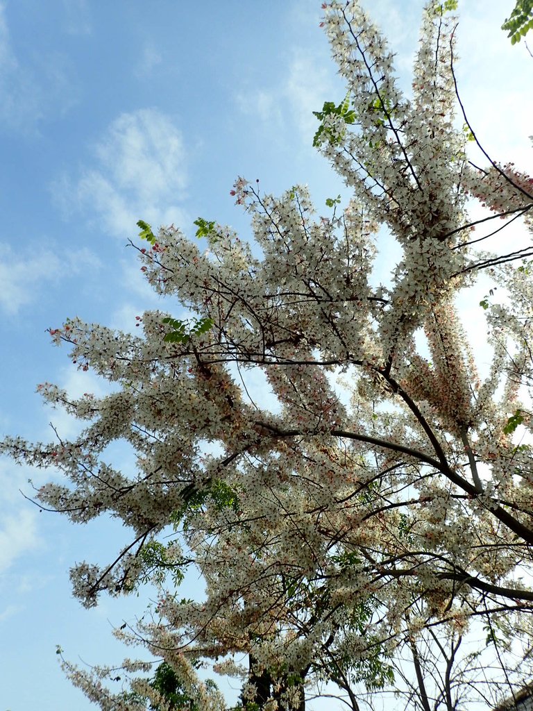 P4030107.JPG - 路竹  一甲國小  花旗木