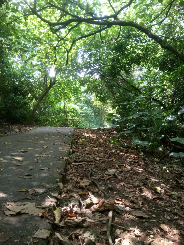 DSC_2117.JPG - 岡山  大崗山登山步道