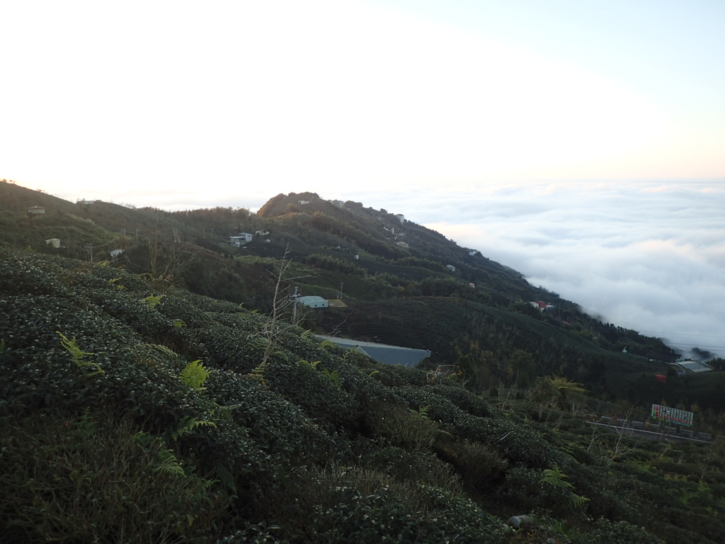 P1076427.JPG - 鹿谷  大崙山  觀霧亭之  暮光