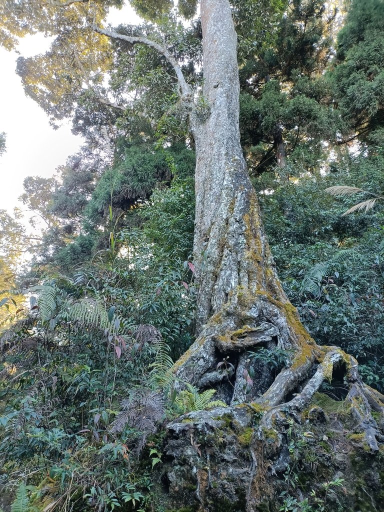 IMG20210205082736.jpg - 竹山  嶺頭山  金柑樹山