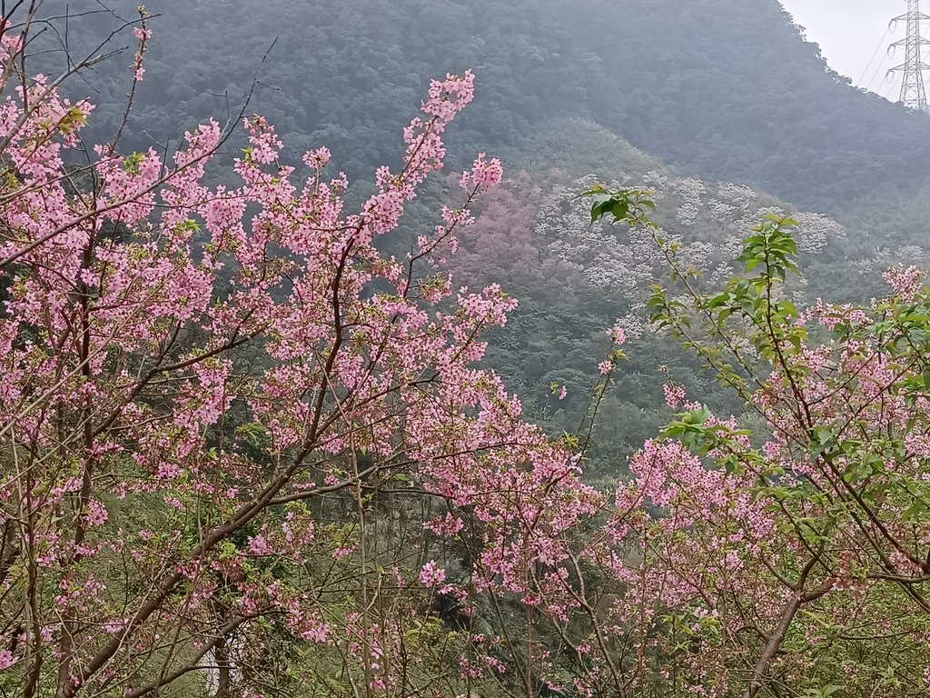 IMG20210226123147.jpg - 三峽  熊空  大熊櫻花林