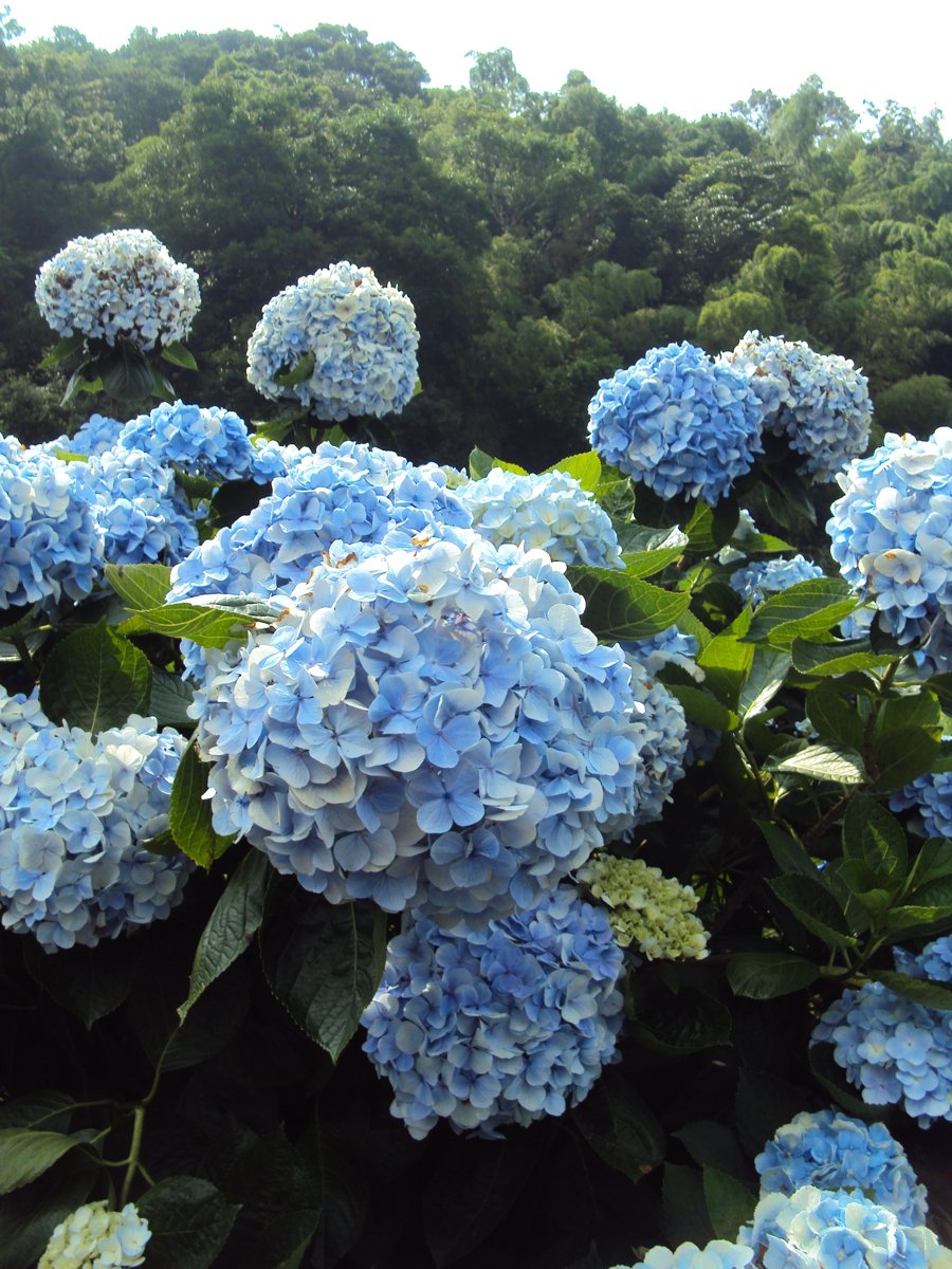 DSC08435.JPG - 水車寮  高家繡球花園