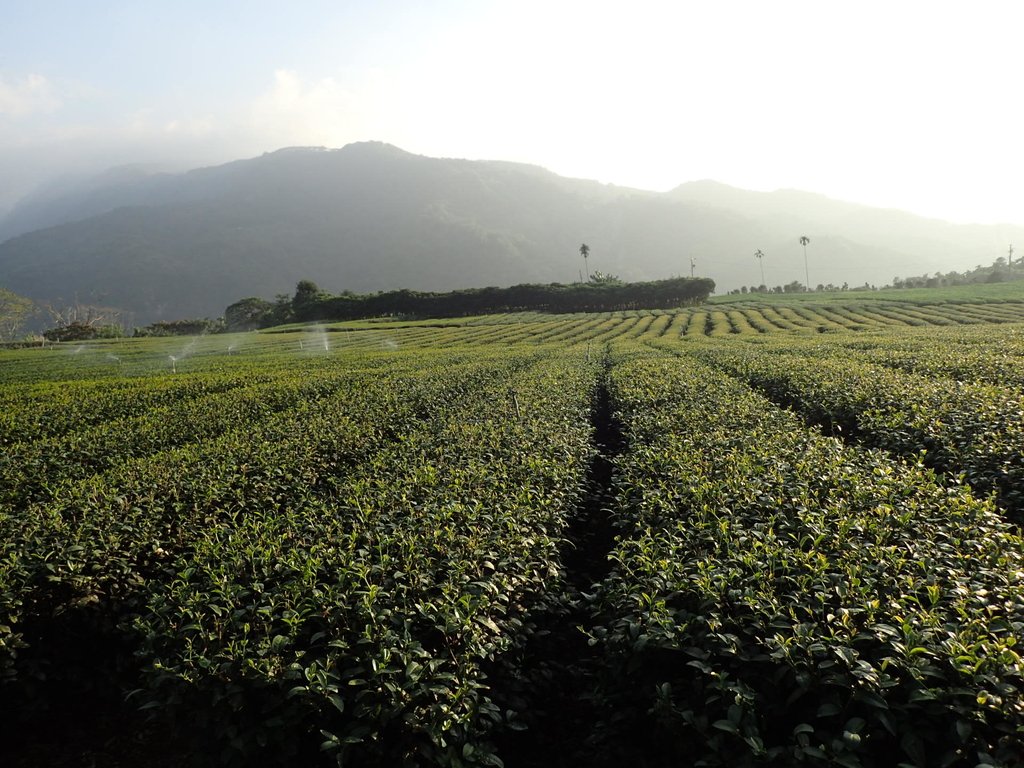 PB225363.JPG - 竹山  山坪頂茶園