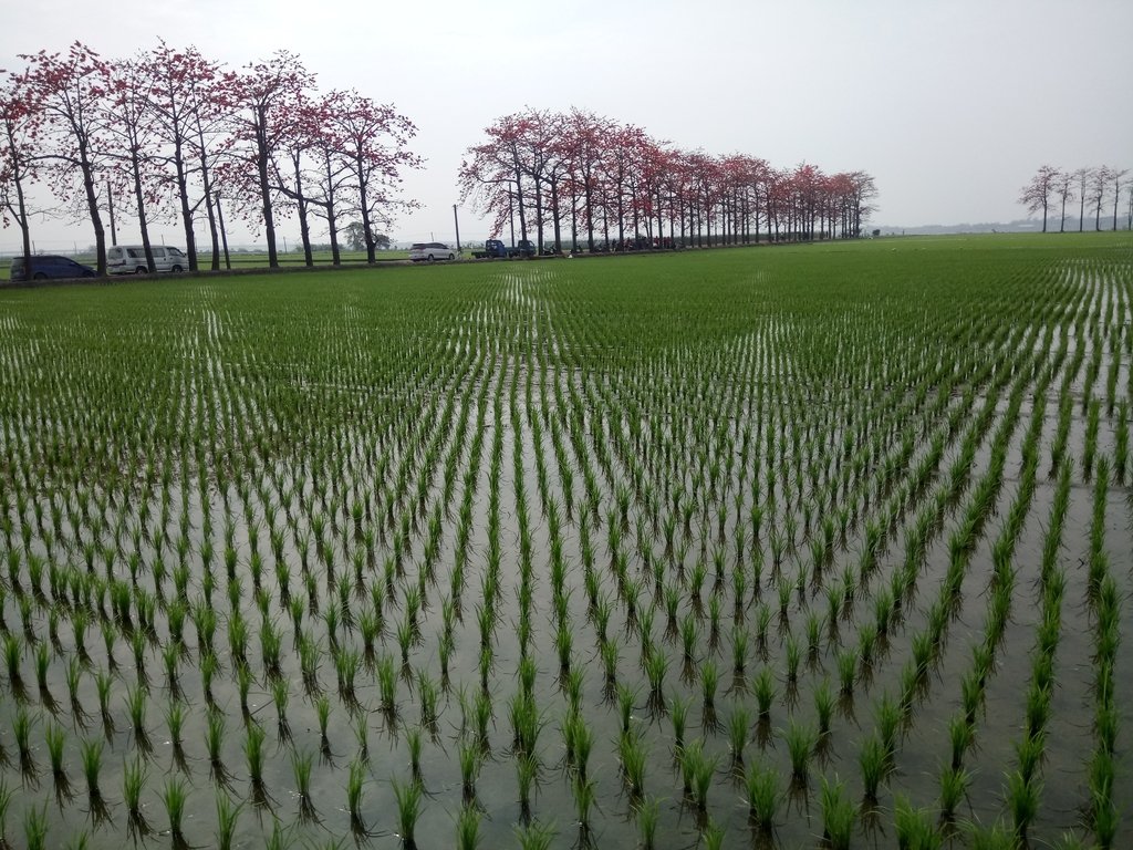 DSC_8358.JPG - 竹塘  田頭  木棉花道