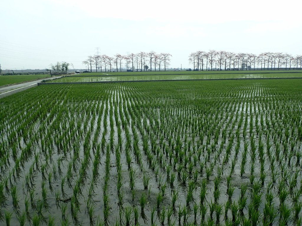 P3066459.JPG - 竹塘  田頭  木棉花道