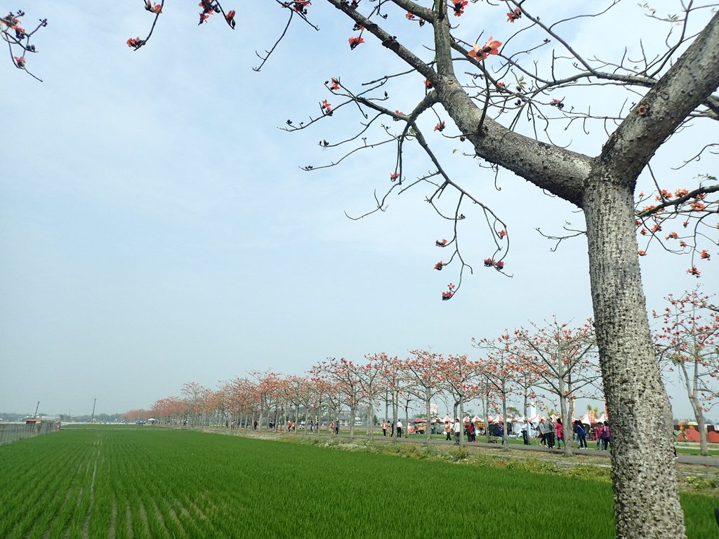 P3066657.JPG - 白河  林初埤  木棉花