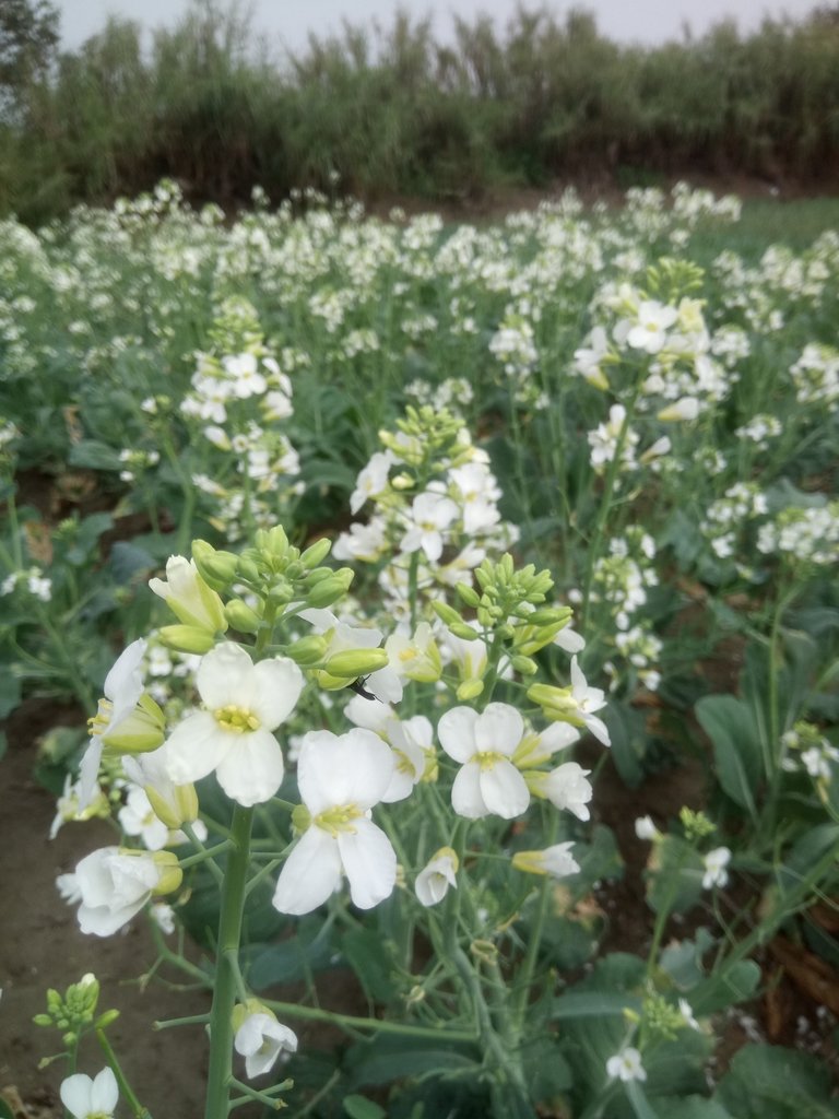 DSC_3970.JPG - 淡海  洲子灣  芥藍菜花田