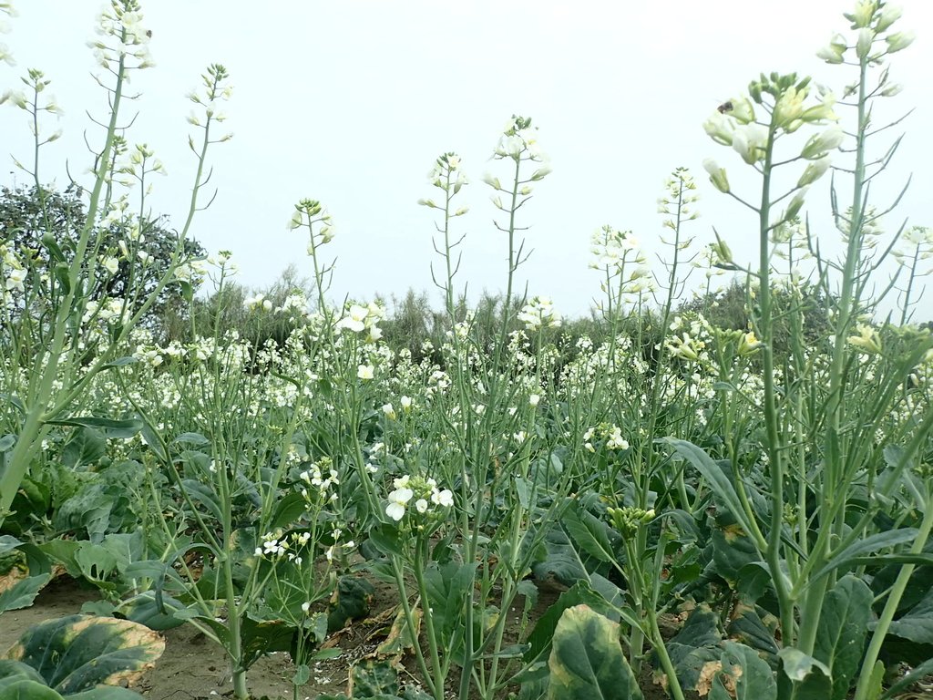 P2024797.JPG - 淡海  洲子灣  芥藍菜花田