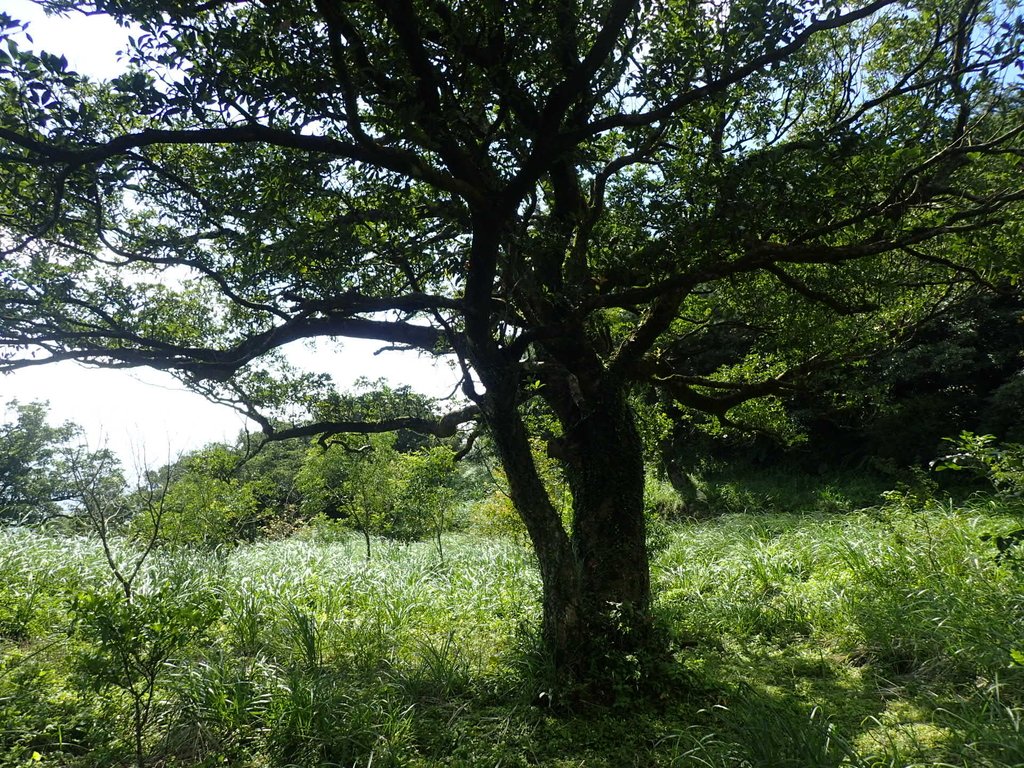 PB247184.JPG - 北投  中正山登山步道  02