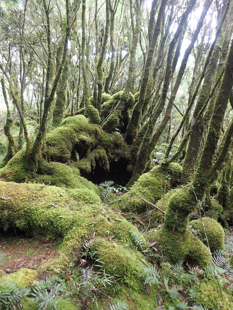 PB265404.JPG - 太平山  翠峰湖環山步道  02