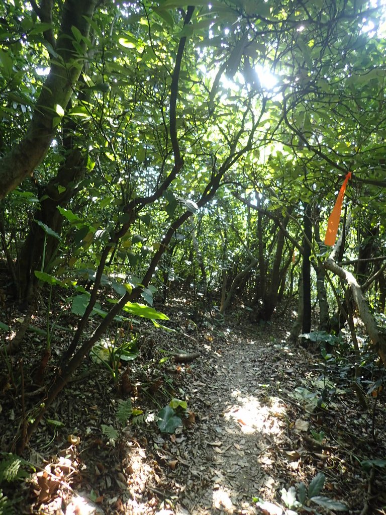 PB179509.JPG - 基隆  球子山(火號山)步道