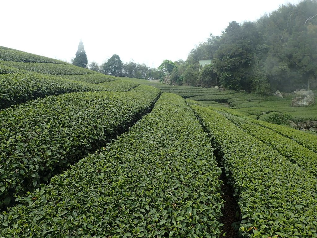 P3257827.JPG - 阿里山  隙頂茶園之美