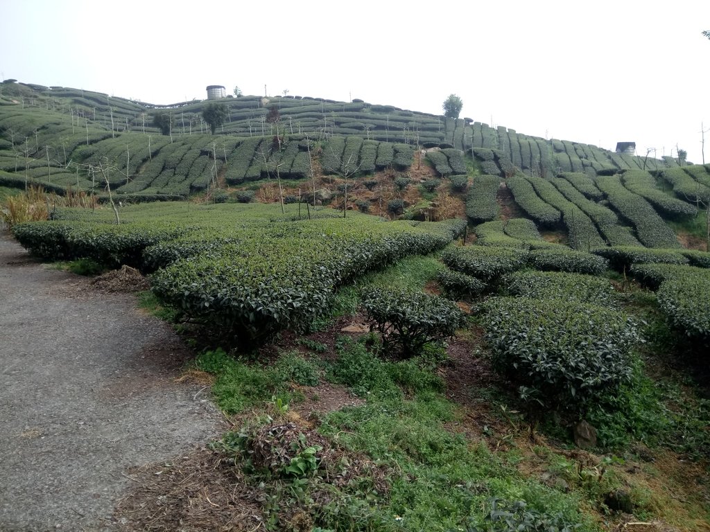 DSC_1514.JPG - 阿里山  頂石卓茶園之美