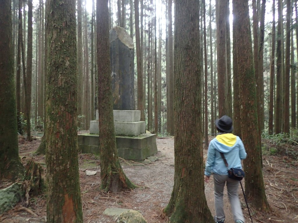 P3257982.JPG - 阿里山  二萬坪步道