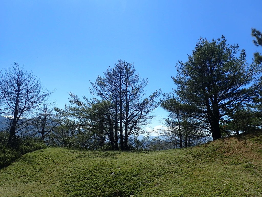 P3268110.JPG - 鹿林山  麟趾山步道  (02)