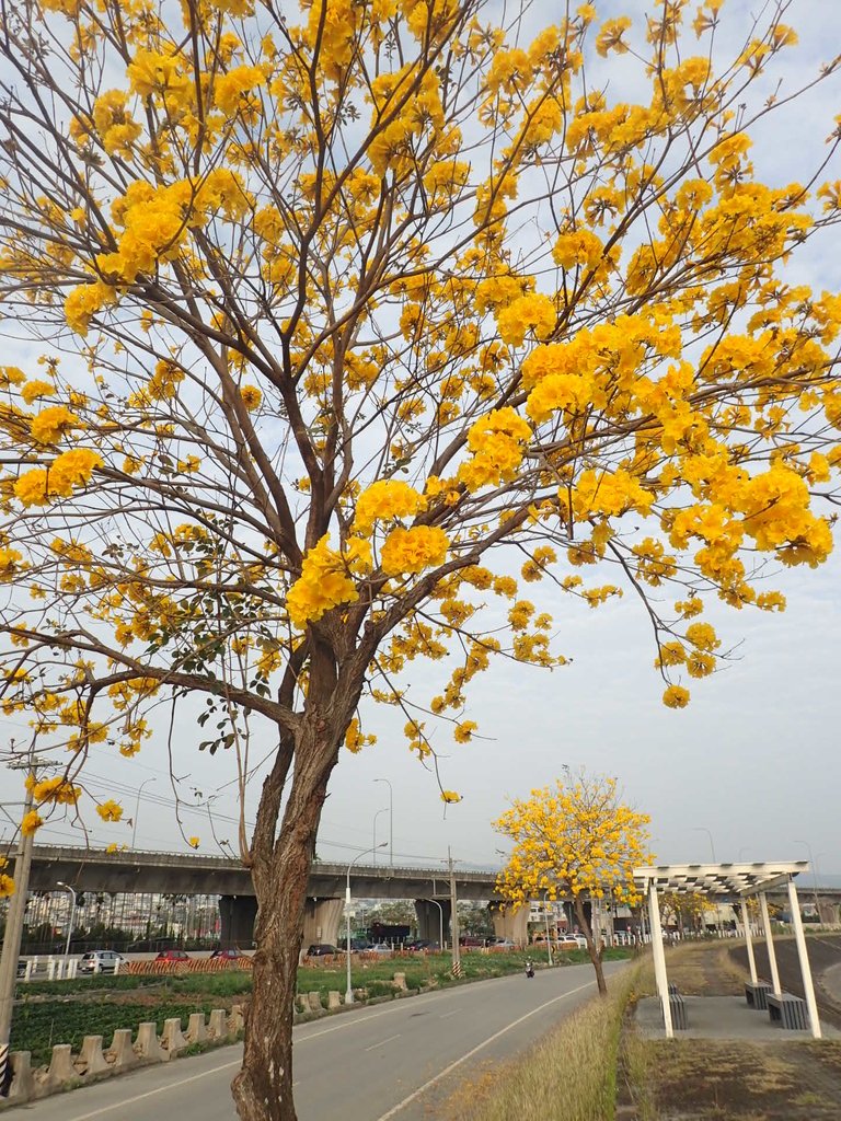 P3066327.JPG - 南投  貓羅溪畔  黃花風鈴木