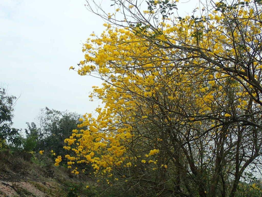 P3066589.JPG - 竹塘  田頭堤防  黃花風鈴木