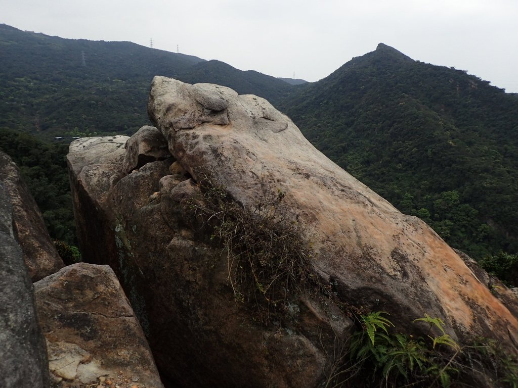 P3160153.JPG - 汐止  金面山(金明山)  稜線步道