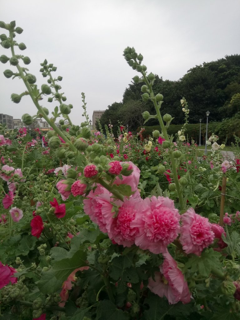 DSC_9202.JPG - 花博公園  蜀葵花季