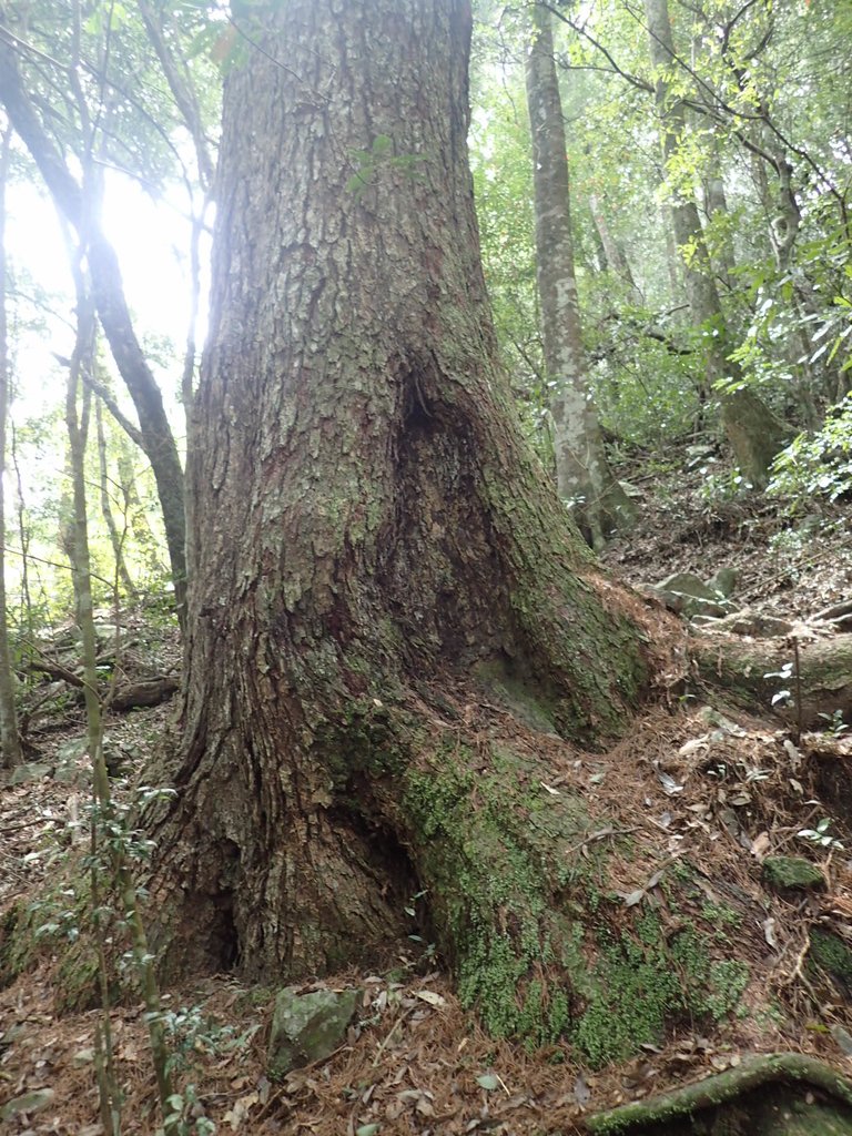 P3167322.JPG - 谷關七雄之  屋我尾山