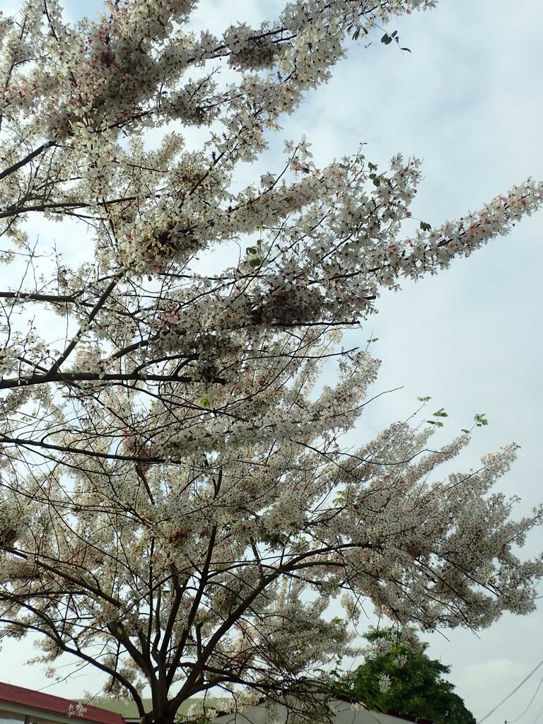 P4030114.JPG - 路竹  一甲國小  花旗木