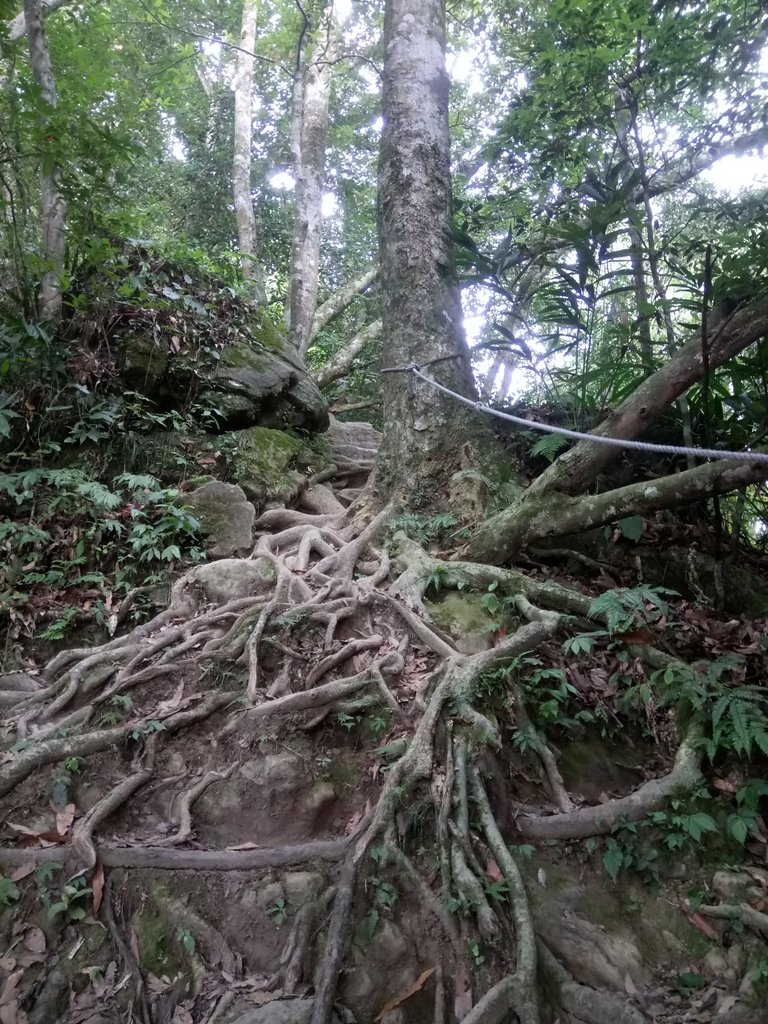 DSC_1055.JPG - 新竹  五指山登山步道