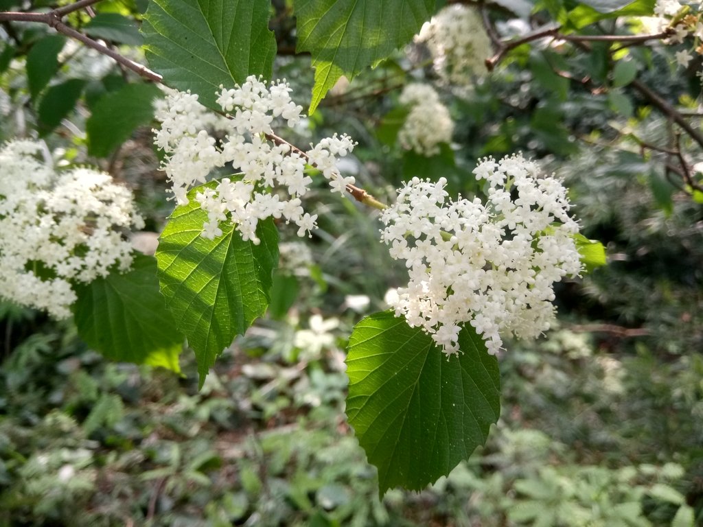 DSC_1047.JPG - 北投  丹鳳山上  麻葉繡球