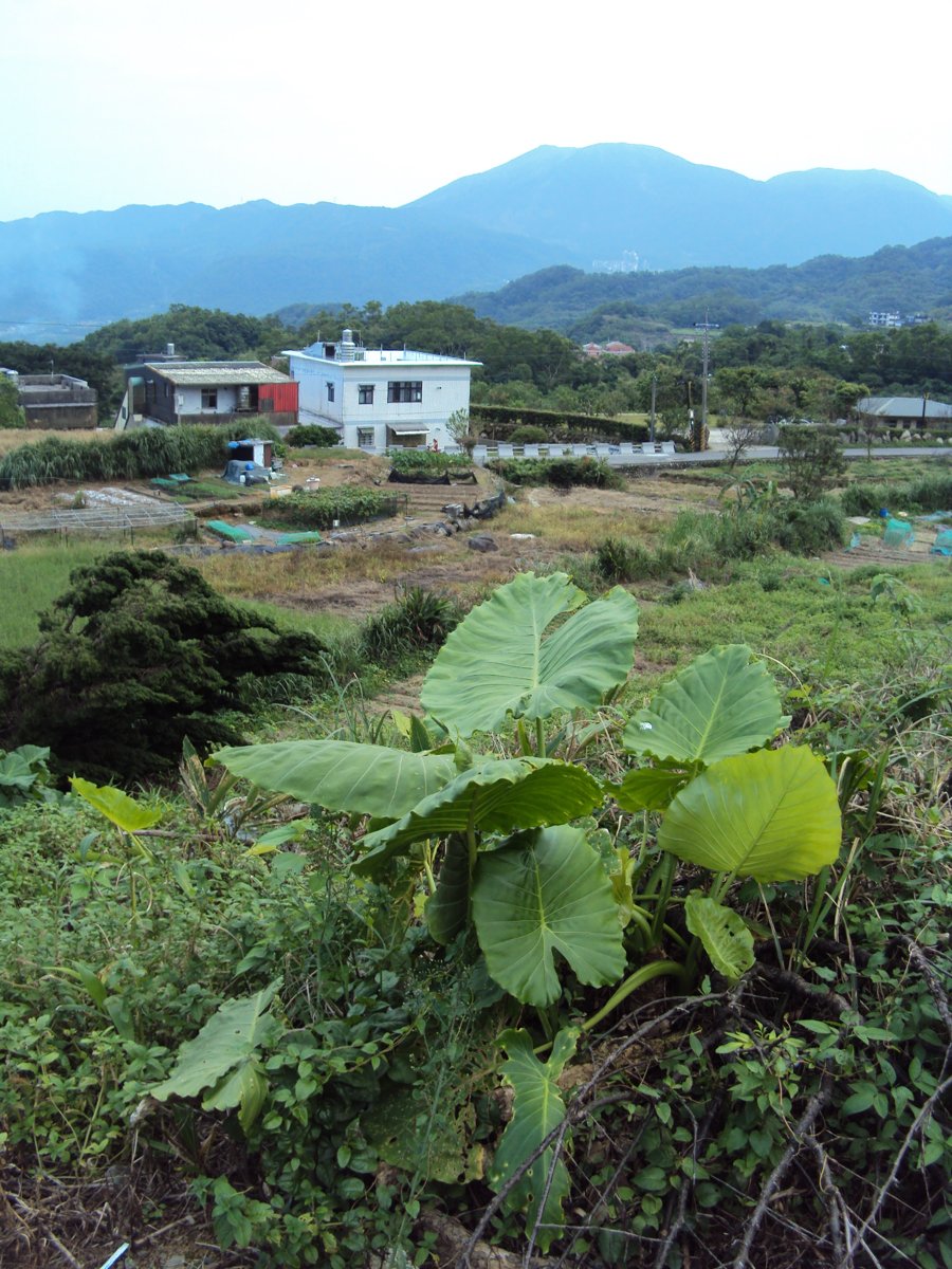 DSC09040.JPG - 金山  倒照湖  簡氏古墓  