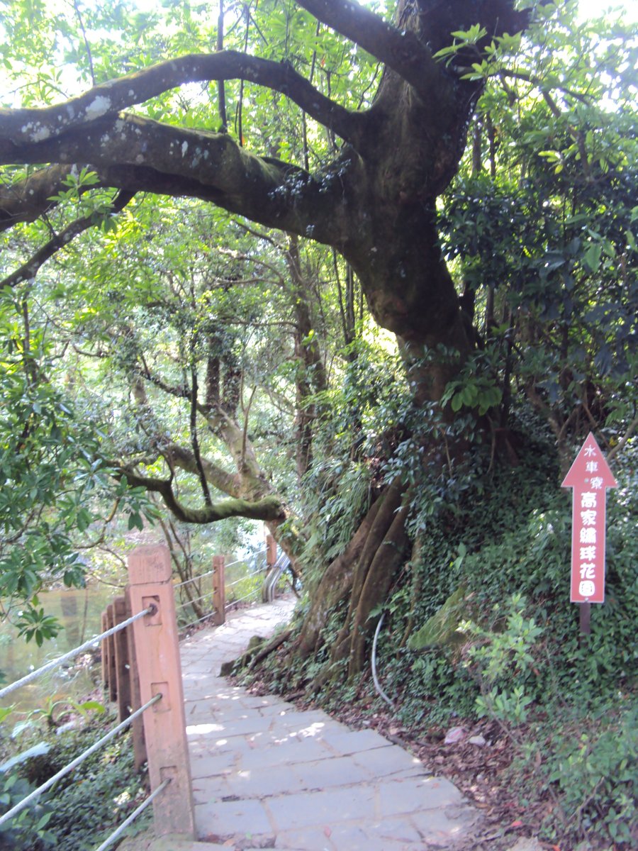 DSC08412.JPG - 水車寮  高家繡球花園