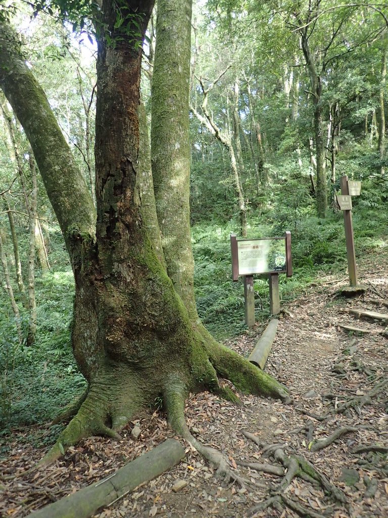 PB257514.JPG - 復興  東眼山森林步道