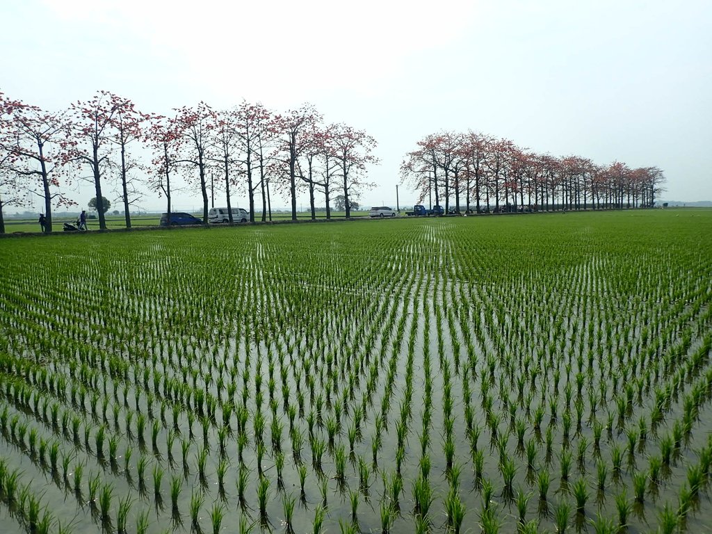 P3066463.JPG - 竹塘  田頭  木棉花道